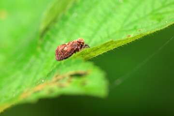 Hemiptera wax Cicadellidae insects on wild plants, North China
