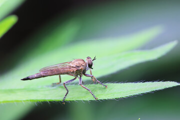 Insectivorous Gadfly in the wild, North China