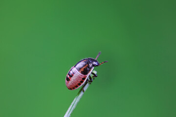Hemiptera bugs in the wild, North China