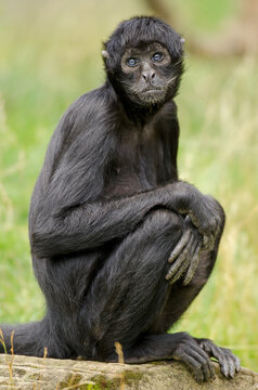 Portrait of a Colombian black spider monkey (Ateles fusciceps robustus)