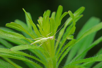 Tree cricket on wild plants, North China