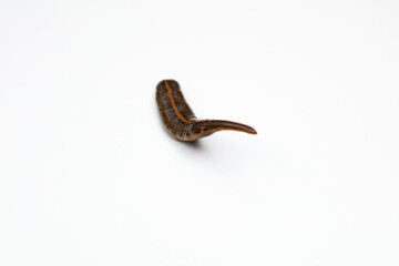Leeches on a white background