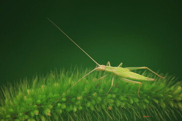Tree cricket on wild plants, North China