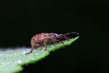 Weevil on wild plants, North China