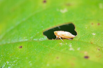 Leaf cicada on wild plants, North China
