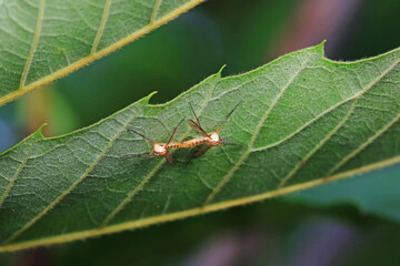 mosquito insect in the wild, North China