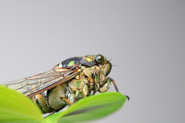 Leaf cicada on wild plants, North China