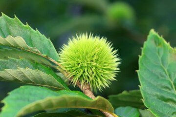 Chestnuts are on the branches, North China