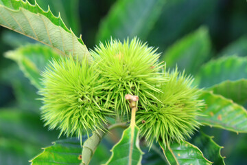 Chestnuts are on the branches, North China