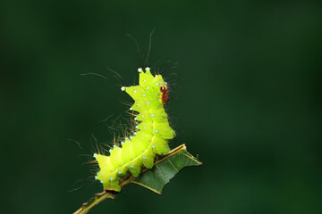 Lepidoptera larvae in the wild, North China