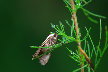 Lepidoptera insects in the wild, North China