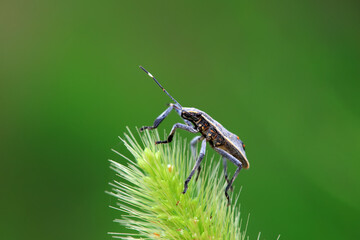 Hemiptera bugs in the wild, North China