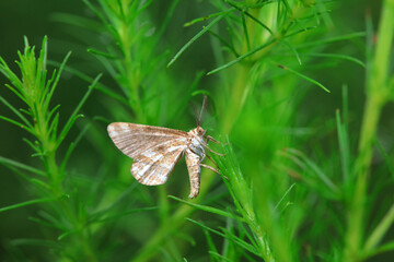 Lepidoptera insects in the wild, North China