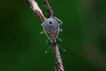 Hemiptera bugs in the wild, North China