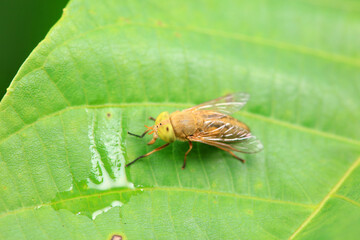 Gadfly on wild plants, North China