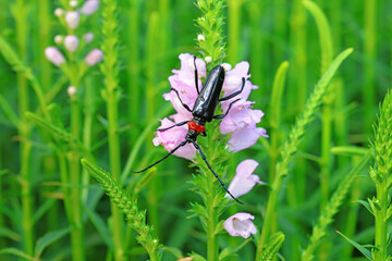 Longicorn on wild plants, North China