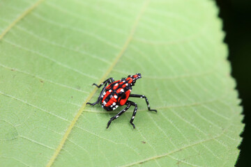 Hemiptera wax Cicadellidae insects on wild plants, North China