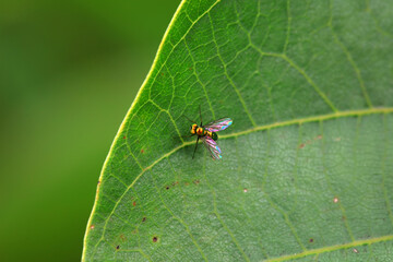 Gadfly on wild plants, North China
