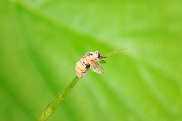 Flies on wild plants, North China