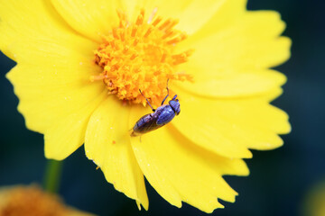 Flies on wild plants, North China