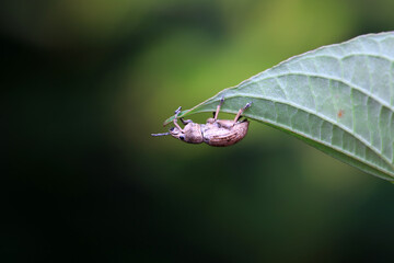 Weevil on wild plants, North China