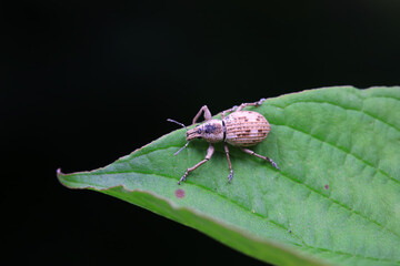 Weevil on wild plants, North China