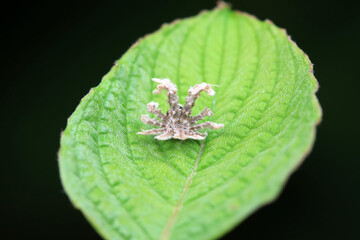 Hemiptera wax Cicadellidae insects on wild plants, North China