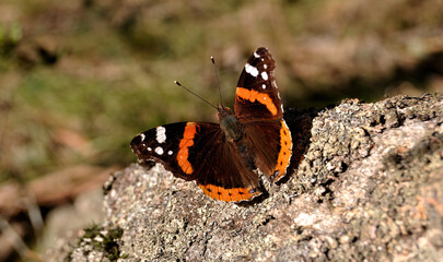 Borboleta pousada numa pedra com cores laranja, castanho, preto e pintas brancas
