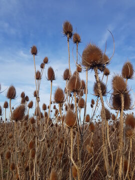 grass against blue sky