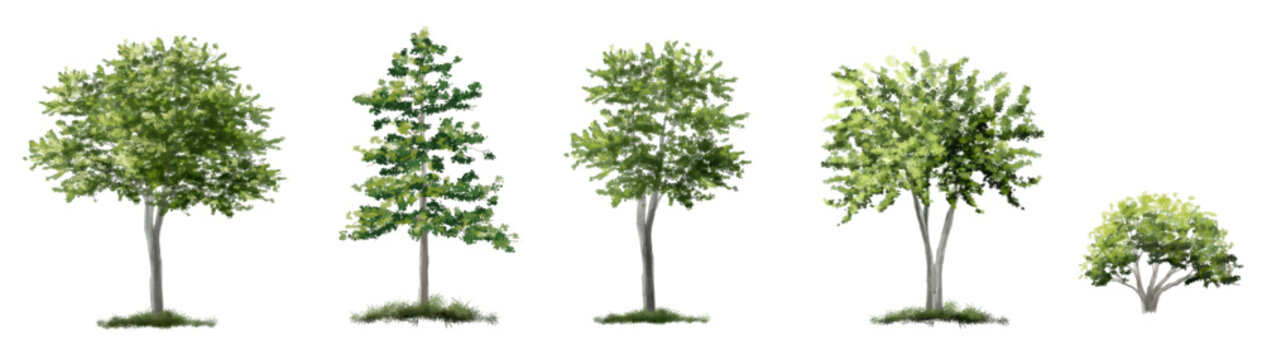Vector of abstract watercolor tree side view isolated on white background  for landscape plan and architecture layout drawing, elements for environment and garden