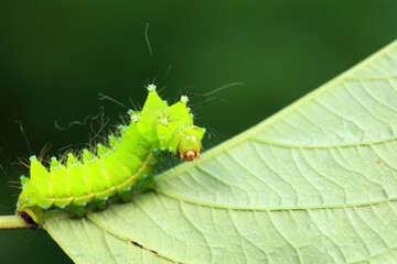 Lepidoptera larvae in the wild, North China