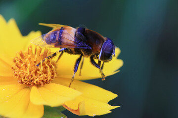 Aphid eating flies in the wild, North China