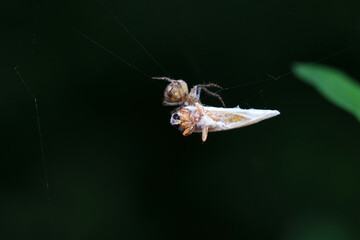 Lepidoptera insects in the wild, North China