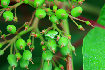 Hemiptera bugs in the wild, North China