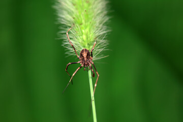 Spiders in the wild, North China