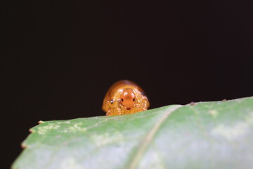 Leaf bee larvae on wild plants, North China