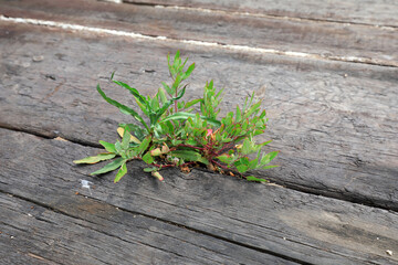 Weeds are in the gap between the broken and abandoned ship boards, North China
