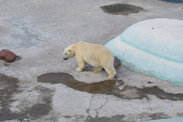 Obraz na płótnie Canvas The polar bear (Ursus maritimus) on the zoo.