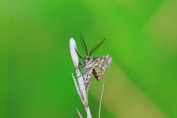 Lepidoptera insects in the wild, North China