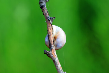 Snails on wild plants, North China