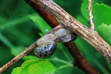 Snails on wild plants, North China