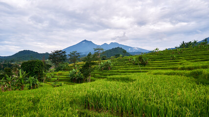 Fototapeta premium Beautiful rice field scenery with mountain background