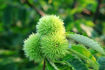 Chestnuts are on the branches, North China