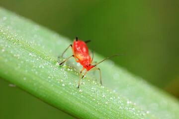 Aphids in the wild, North China