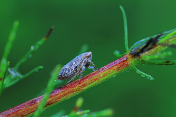 Leaf cicada on wild plants, North China