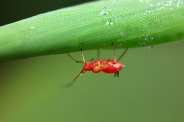 Aphids in the wild, North China