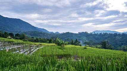 Beautiful rice field scenery with mountain background