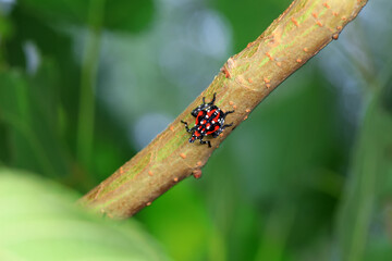 Hemiptera wax Cicadellidae insects on wild plants, North China