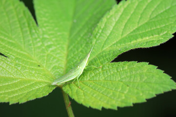 Atractomorpha sinensis in the wild, North China