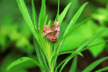 Lepidoptera insects in the wild, North China